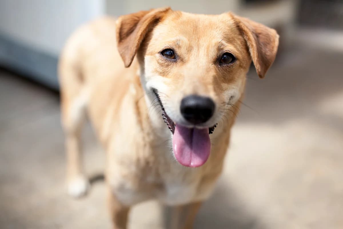 Maggy, Mixed Breed for adoption at Embla Rescue, Helsinki