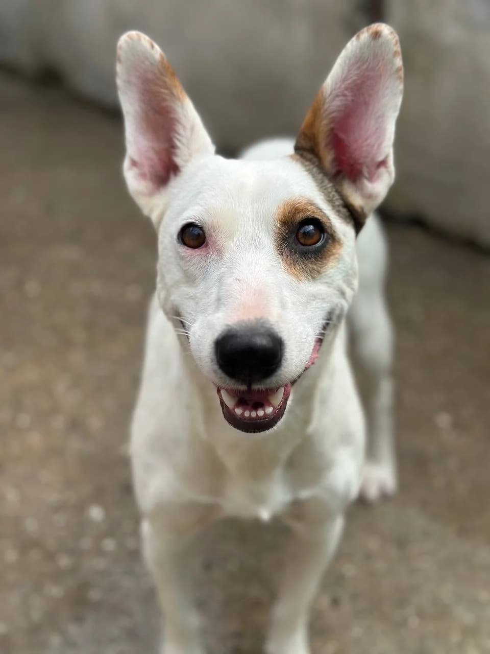 Maisa, Mixed Breed for adoption at Embla Rescue, Helsinki