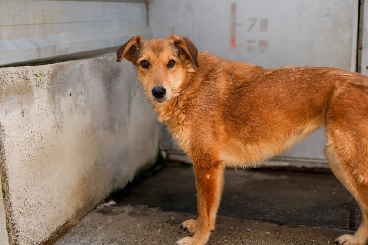 Marlin, Mixed Breed for adoption at Embla Rescue, Helsinki