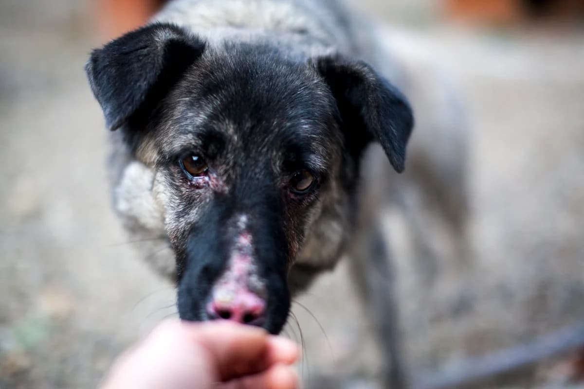 Max, Mixed Breed for adoption at Embla Rescue, Helsinki