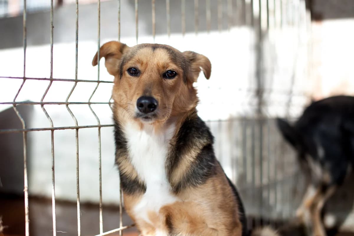 Menja, Mixed Breed for adoption at Embla Rescue, Helsinki