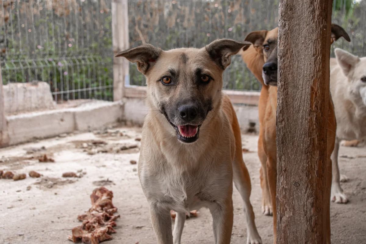 Minea, Mixed Breed for adoption at Embla Rescue, Helsinki