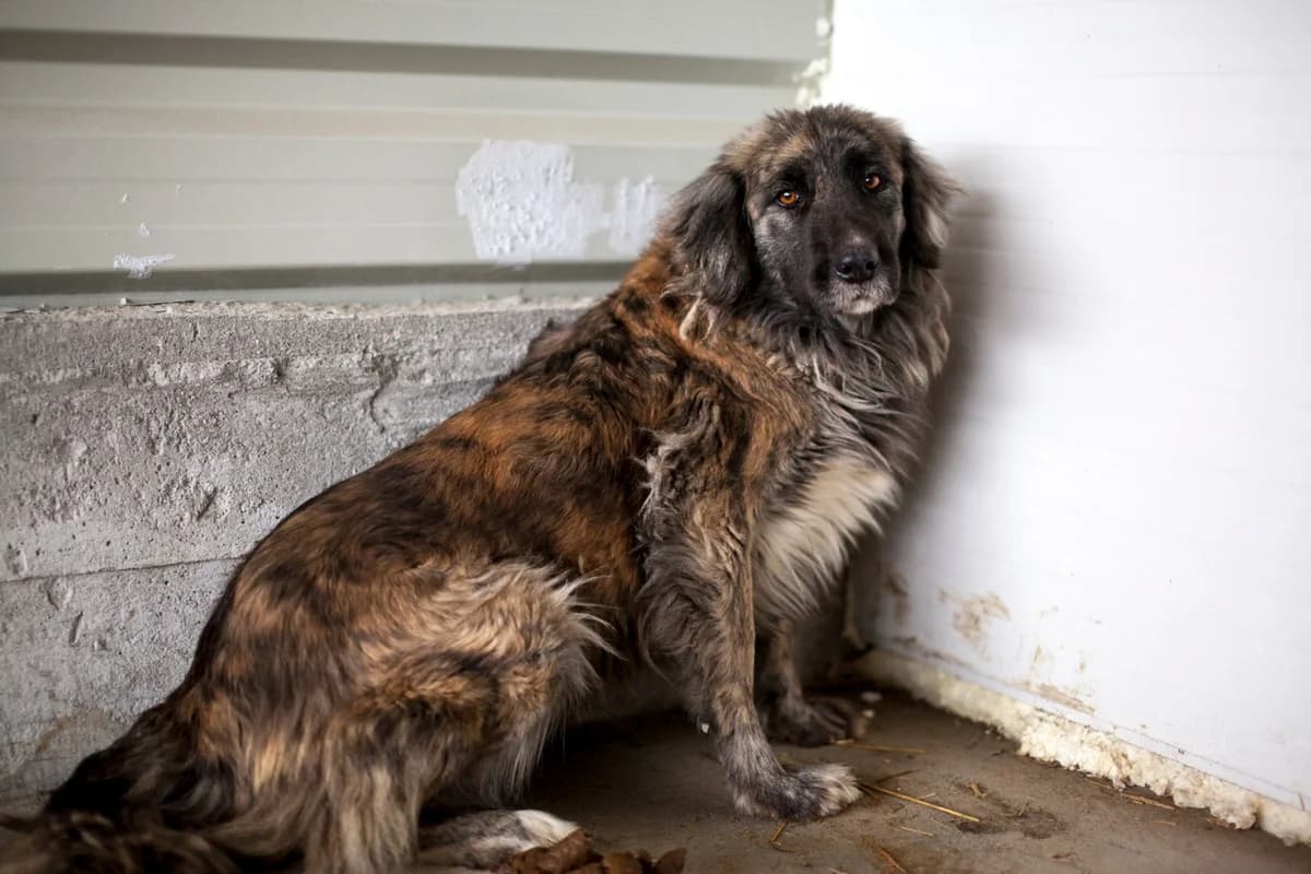 Nona, Mixed Breed for adoption at Embla Rescue, Helsinki