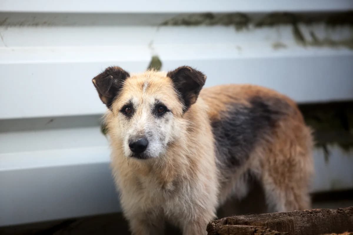 Rexi, Mixed Breed for adoption at Embla Rescue, Helsinki