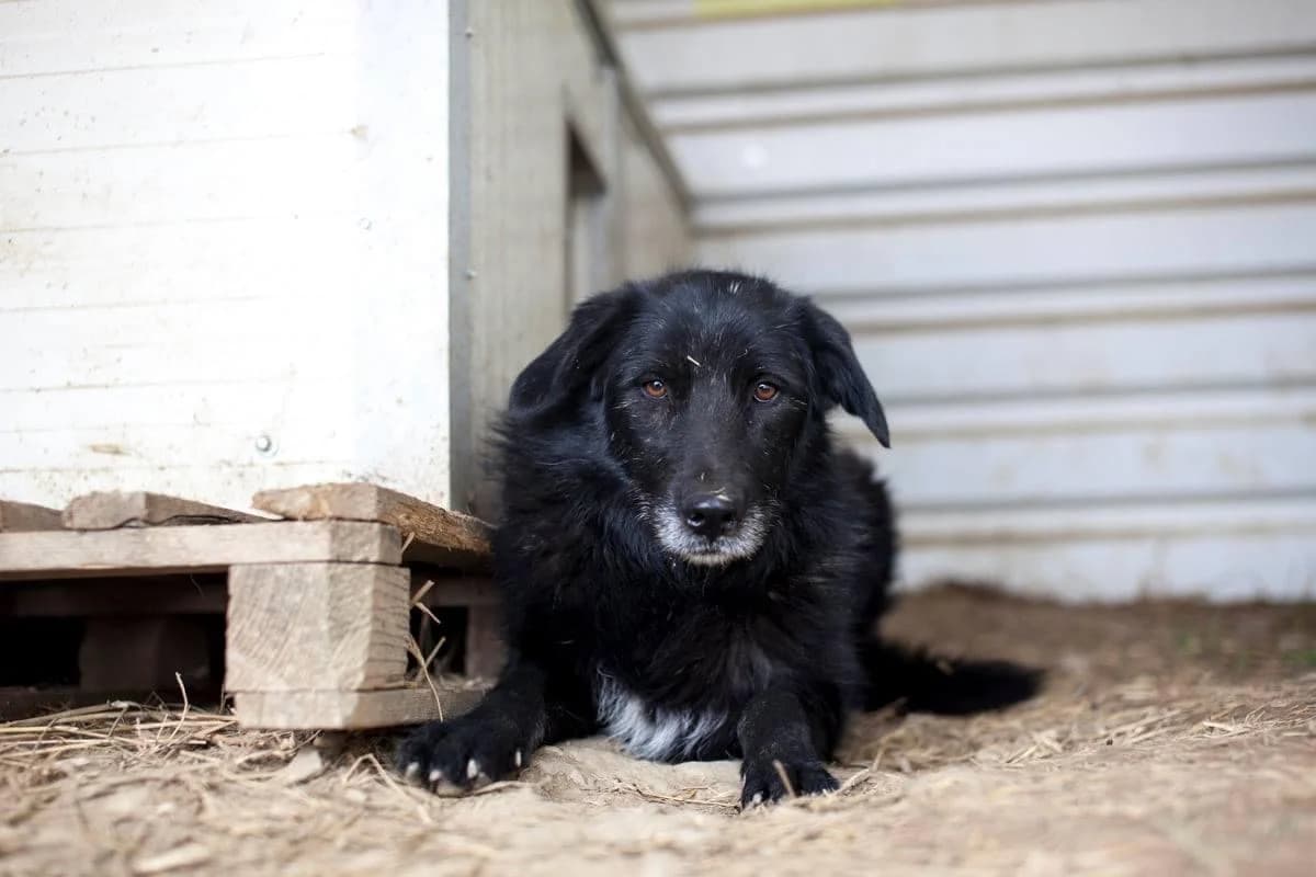 Sky, 7yo Mixed Breed for adoption at Embla Rescue, Helsinki