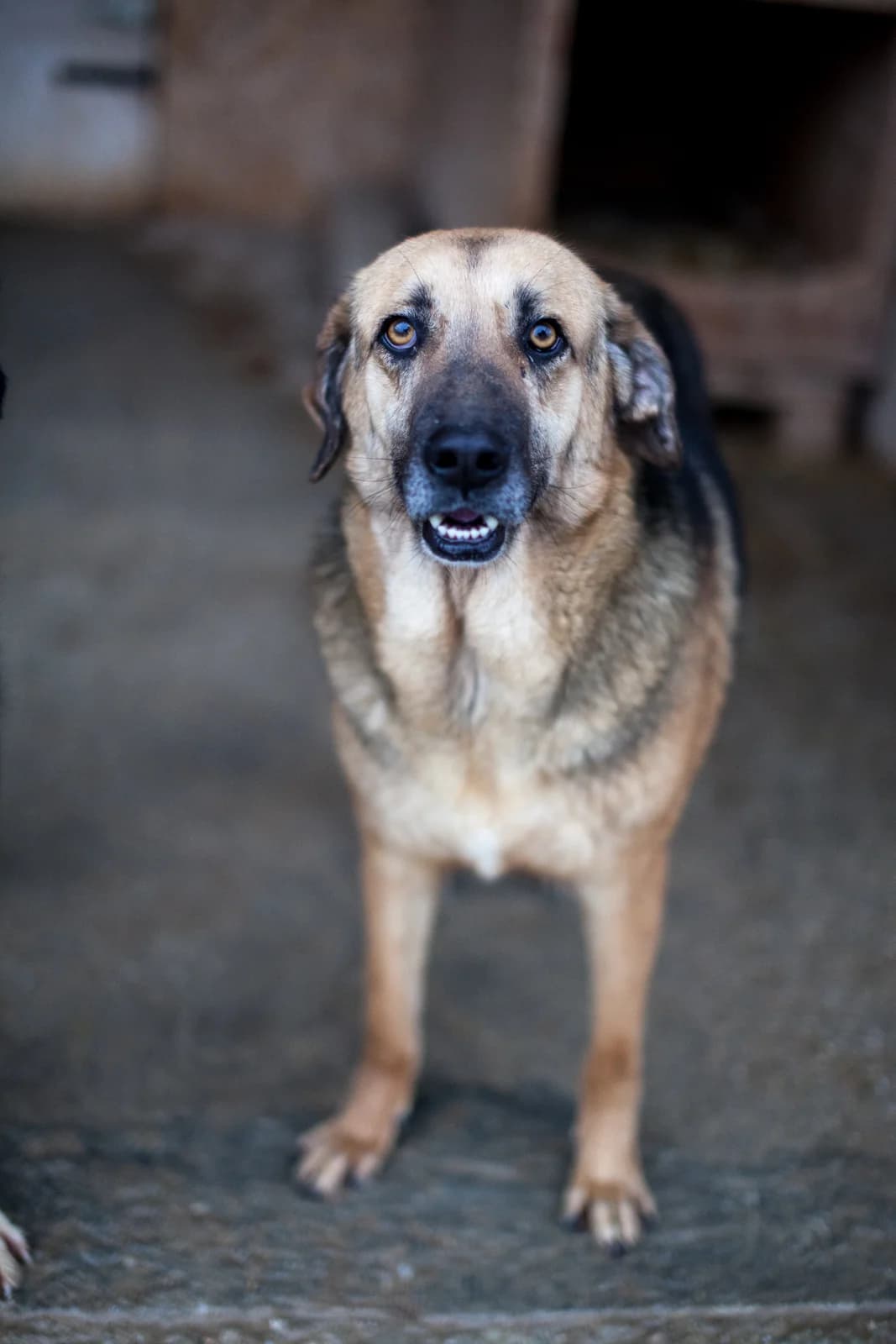 Sting, Mixed Breed for adoption at Embla Rescue, Helsinki