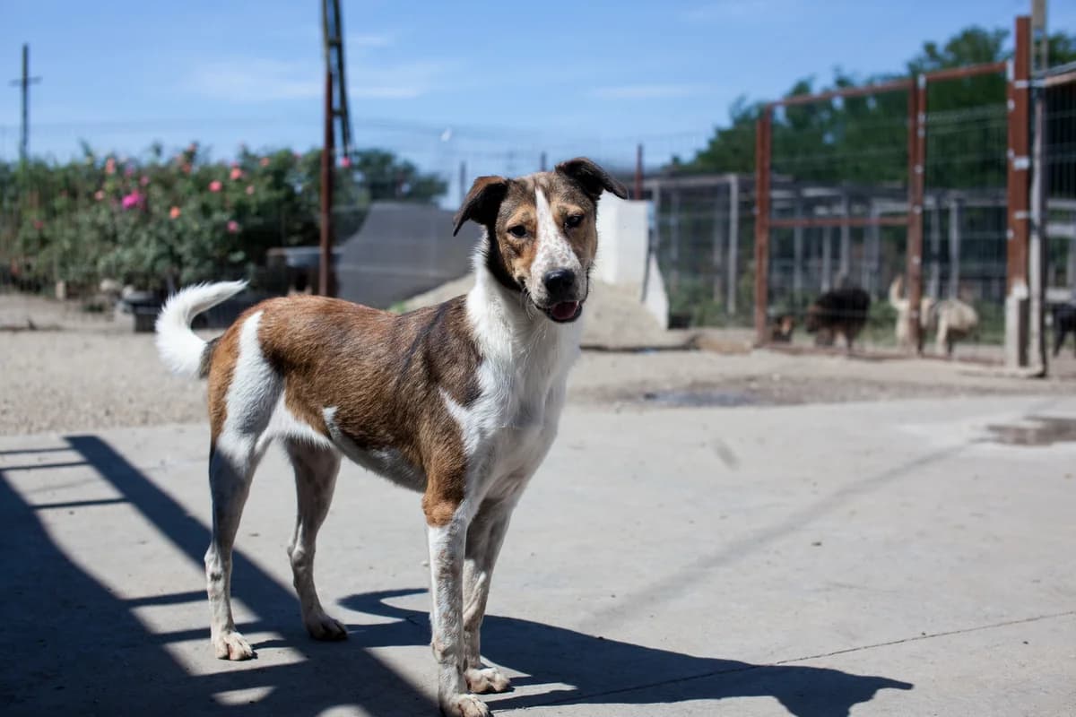 Tiana, Mixed Breed for adoption at Embla Rescue, Helsinki