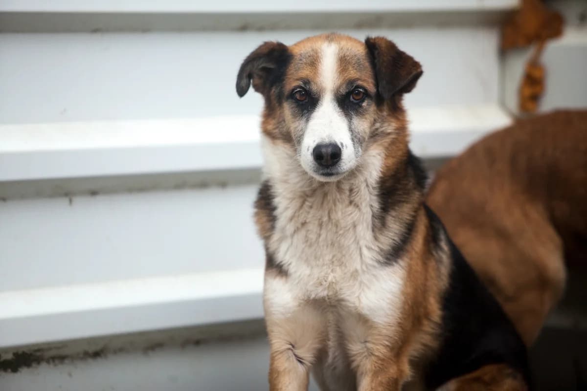 Toby, male Mixed Breed for adoption at Embla Rescue, Helsinki