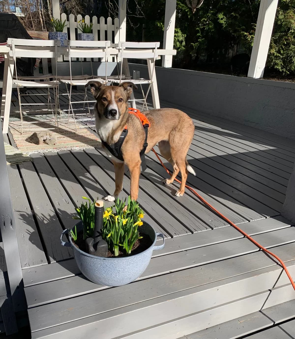 Uschi, Mixed Breed for adoption at Embla Rescue, Helsinki
