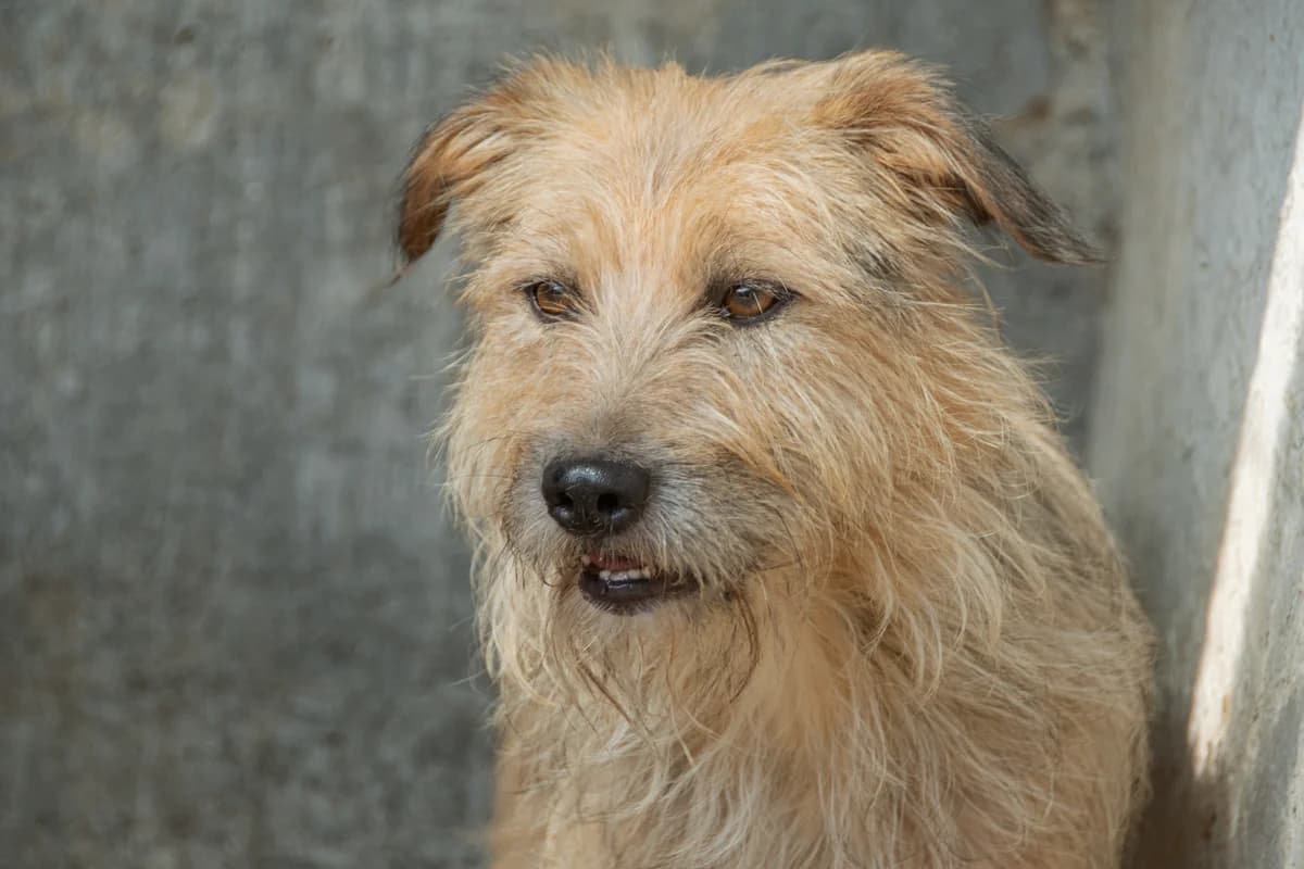 Valtti, Mixed Breed for adoption at Embla Rescue, Helsinki