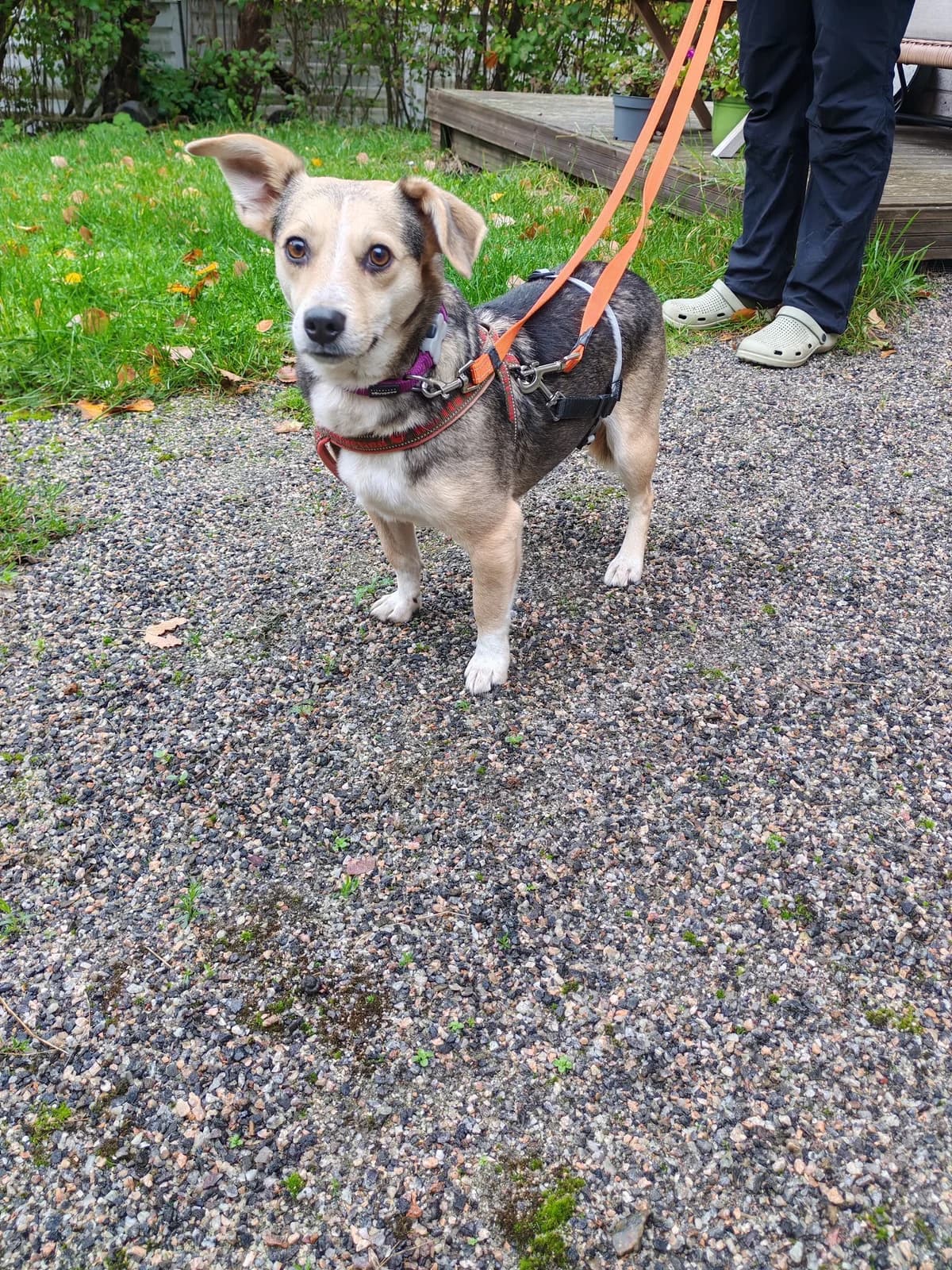 Vili, male Mixed Breed for adoption at Embla Rescue, Helsinki