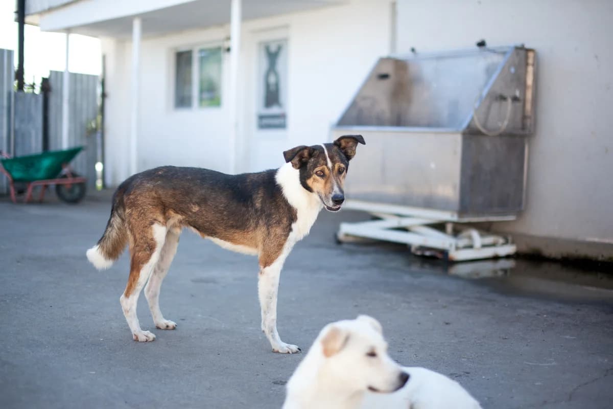 Waldo, male Mixed Breed for adoption at Embla Rescue, Helsinki