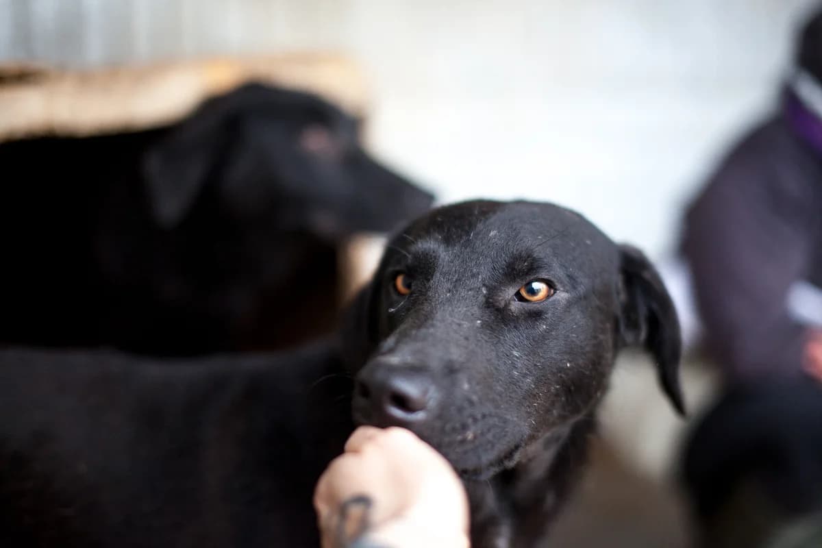 Yoru, Mixed Breed for adoption at Embla Rescue, Helsinki
