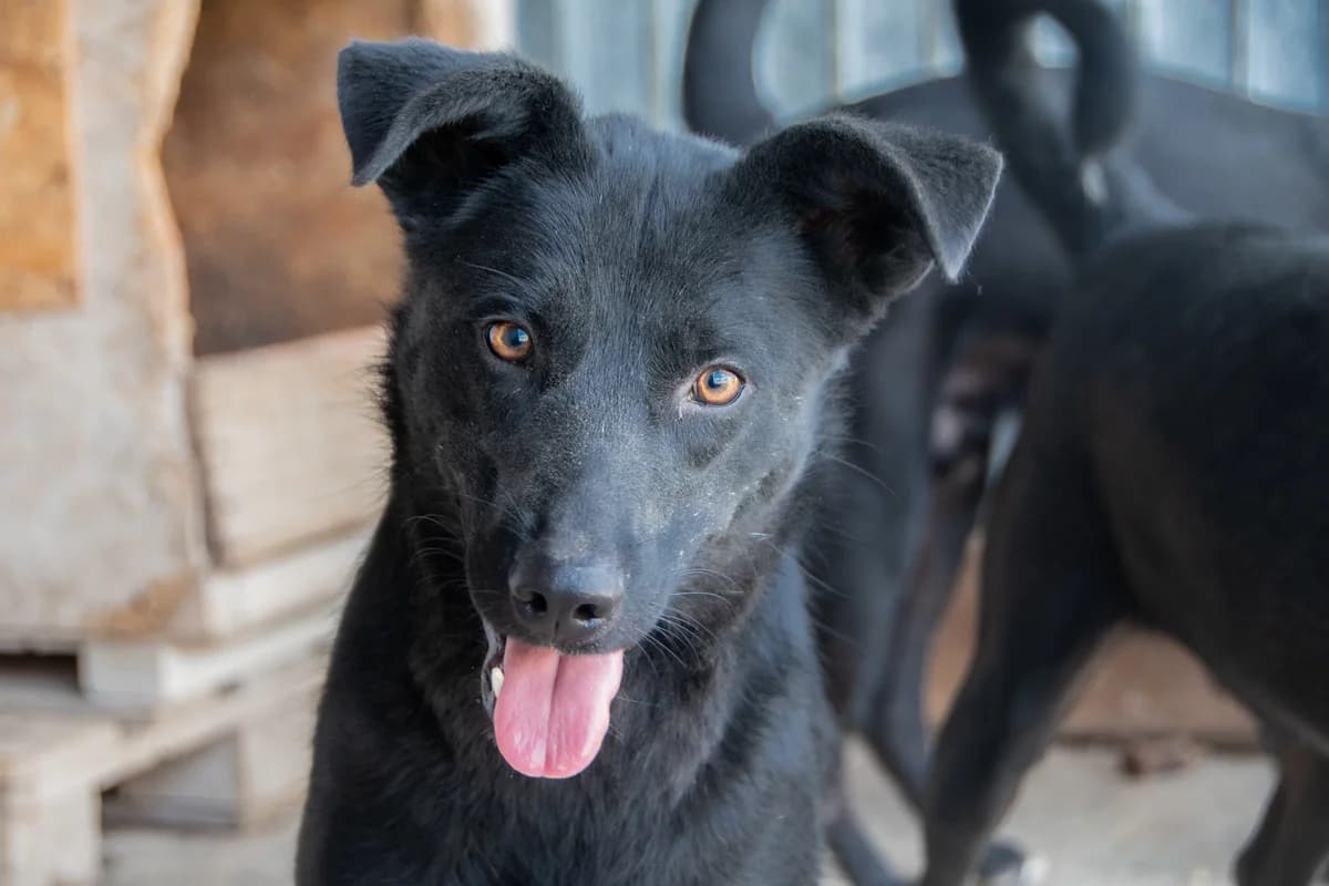 Zorro, Mixed Breed for adoption at Embla Rescue, Helsinki