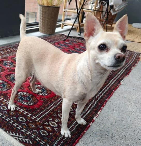 Donna, senior Chihuahua for adoption at HESY, Helsinki