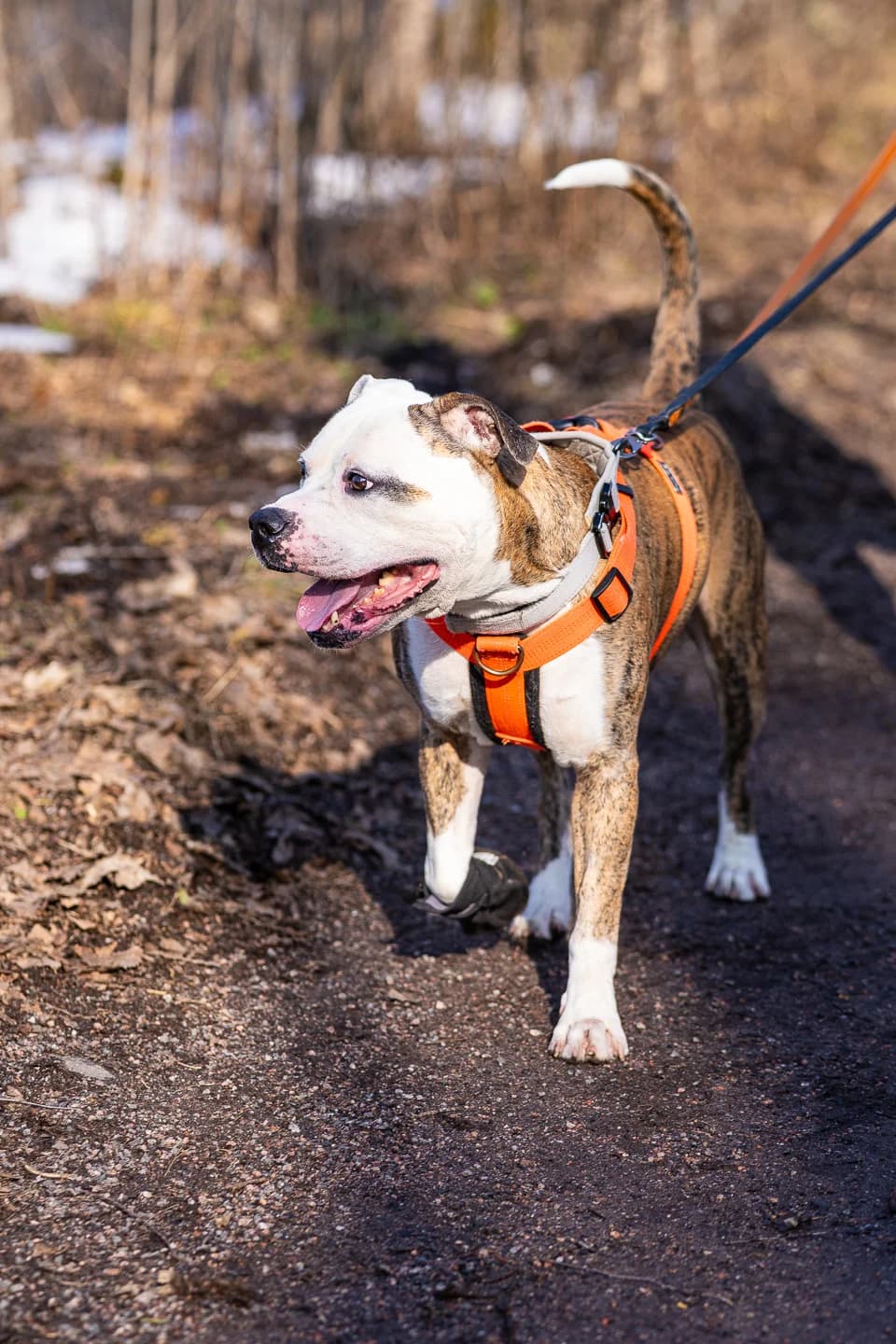 Elmeri, male young English Bulldog for adoption at HESY, Helsinki