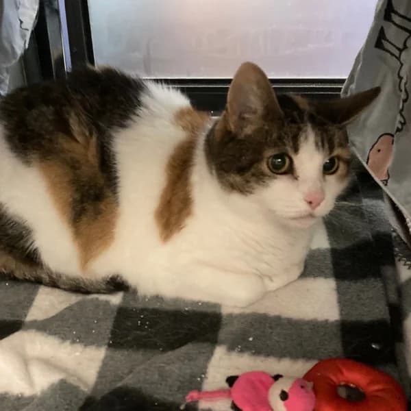 Helmi-Orvokki, female senior mixed breed for adoption at HESY, Helsinki