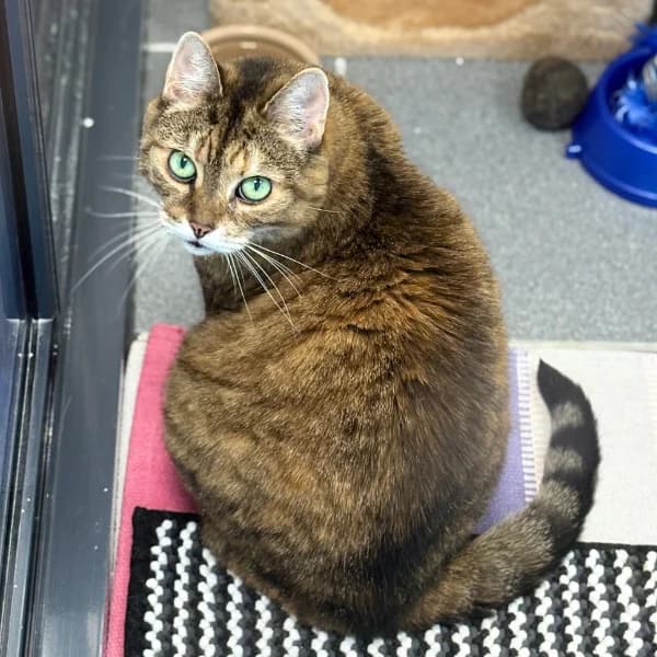 Paija, female senior mixed breed for adoption at HESY, Helsinki