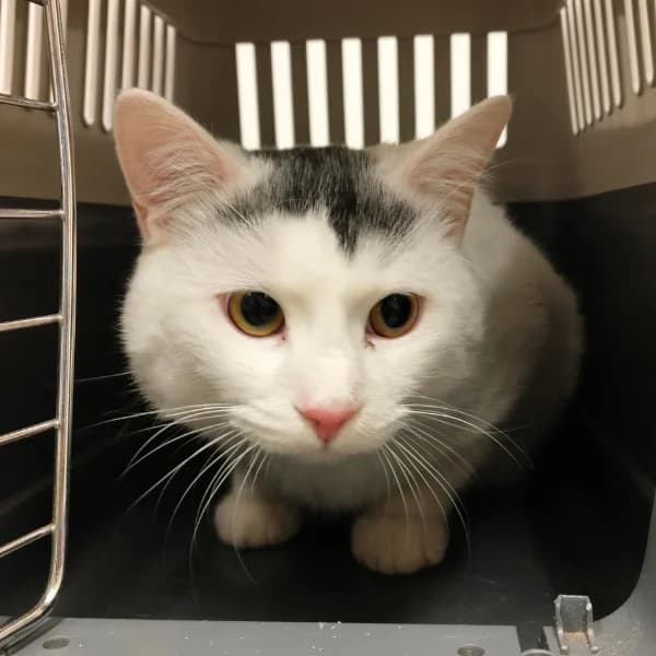 Quasimodo, male mixed breed for adoption at HESY, Helsinki