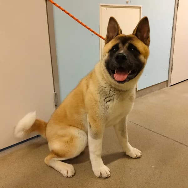 Thunder, male Akita for adoption at HESY, Helsinki
