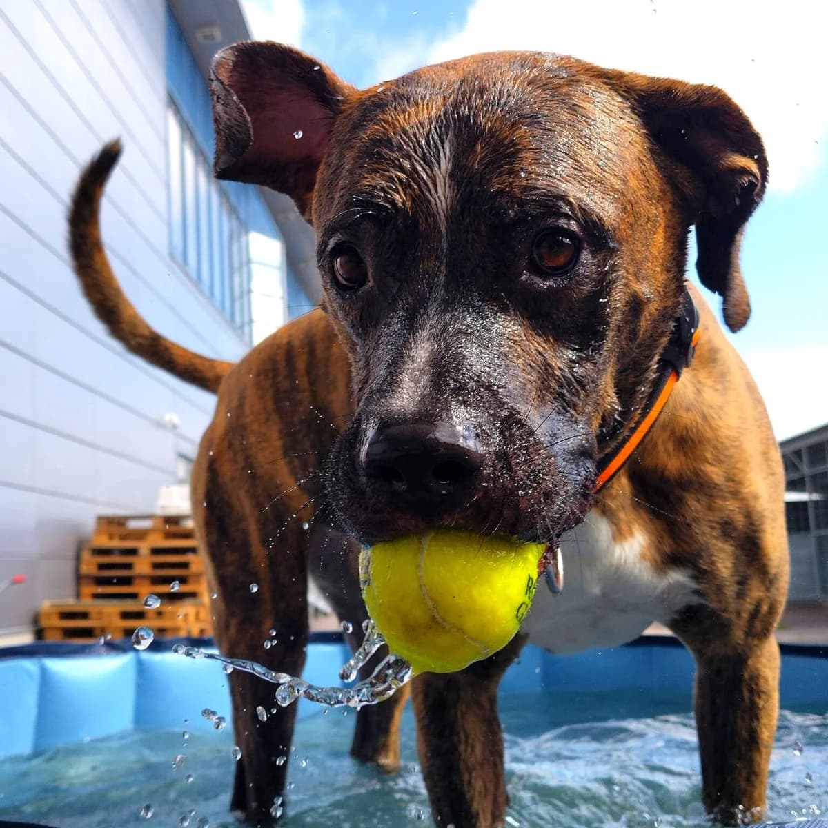 Zero, male young Pit Bull Terrier for adoption at HESY, Helsinki