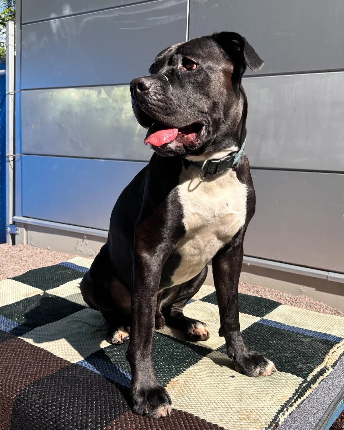 Zeus, male 3yo Pit Bull Terrier for adoption at HESY, Helsinki