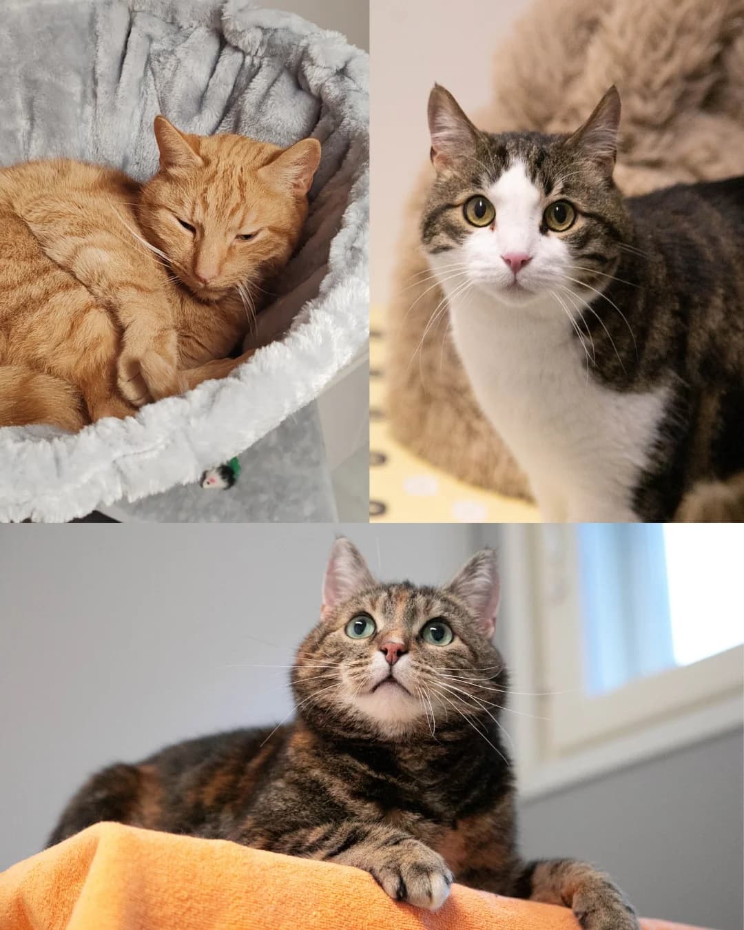 Tomsku, Maissi, Peruna, punainen male 3yo Mixed Breed for adoption at Hyvinkään Kissatalo