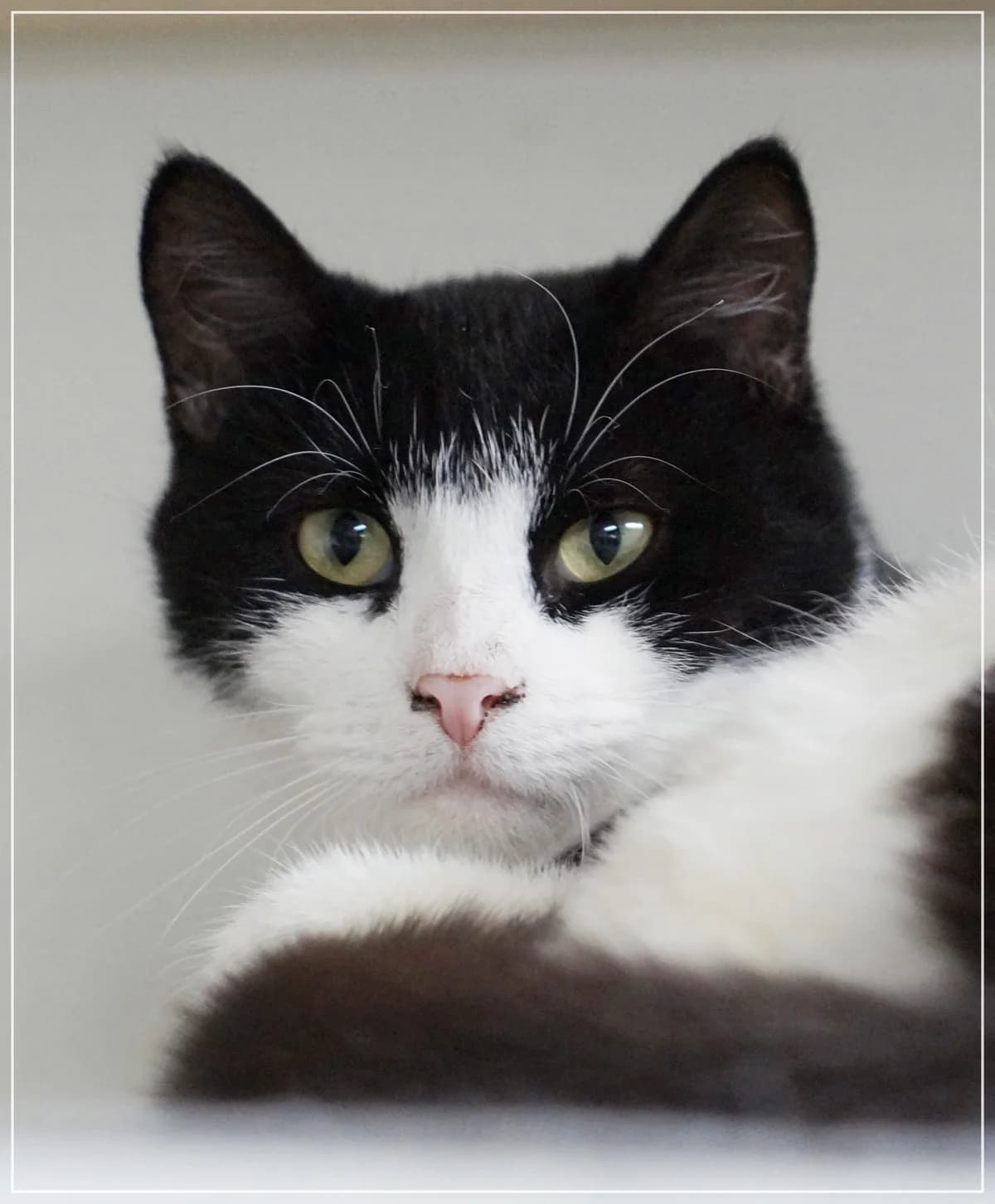 Olaf, male Mixed Breed for adoption at Kissakoti Kattila