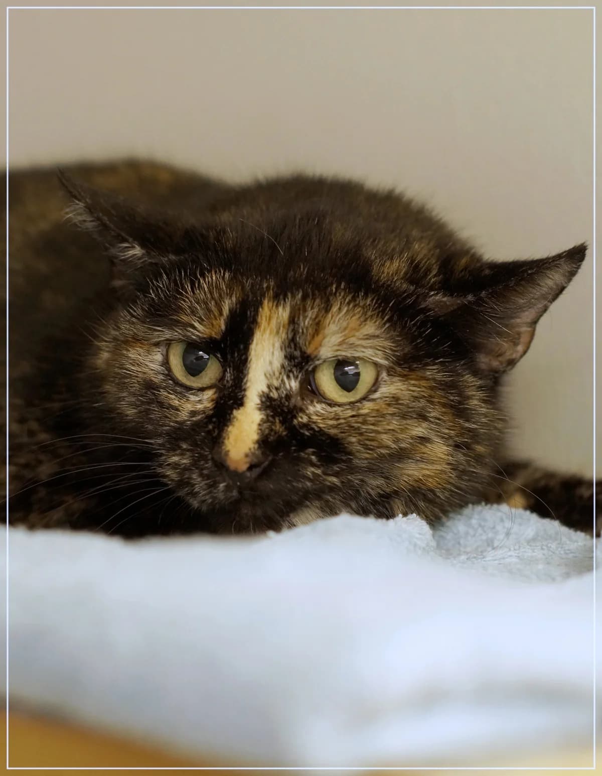 Christine, female Mixed Breed for adoption at Kissakoti Kattila