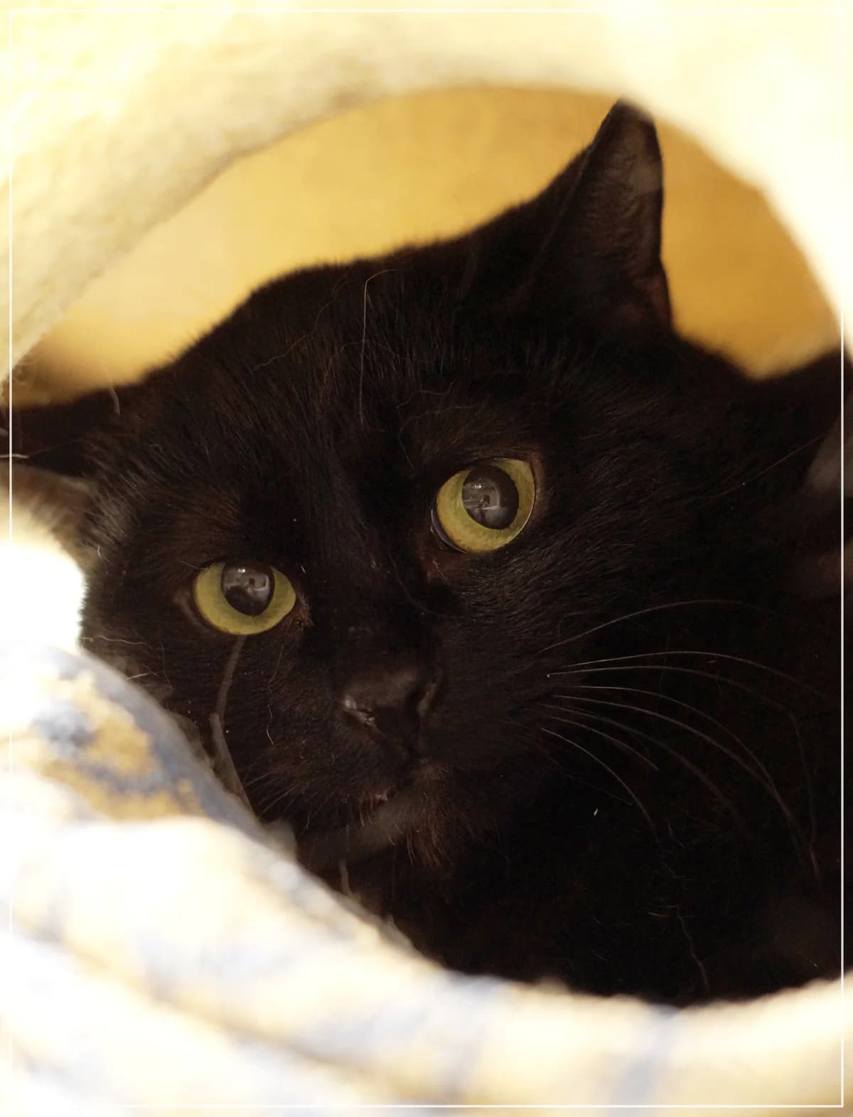 Kariluoto, female Mixed Breed for adoption at Kissakoti Kattila