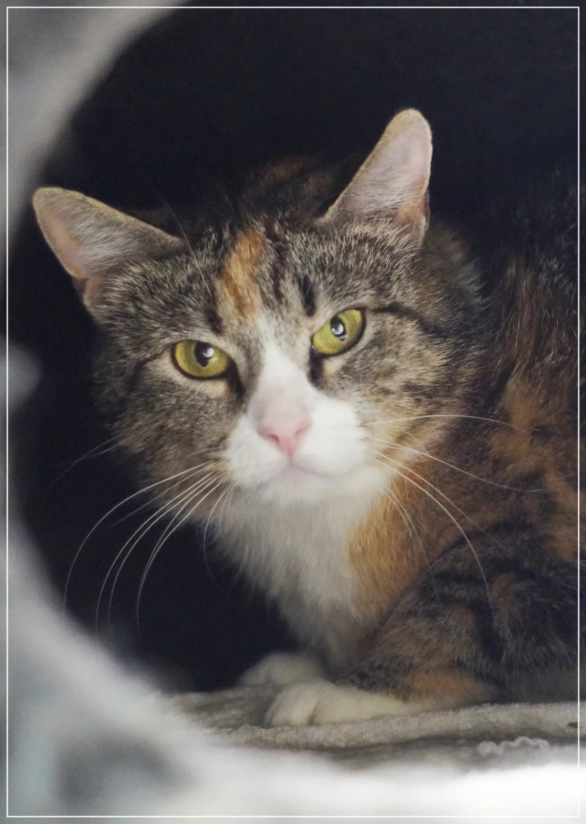 Kombucha, Mixed Breed for adoption at Kissakoti Kattila