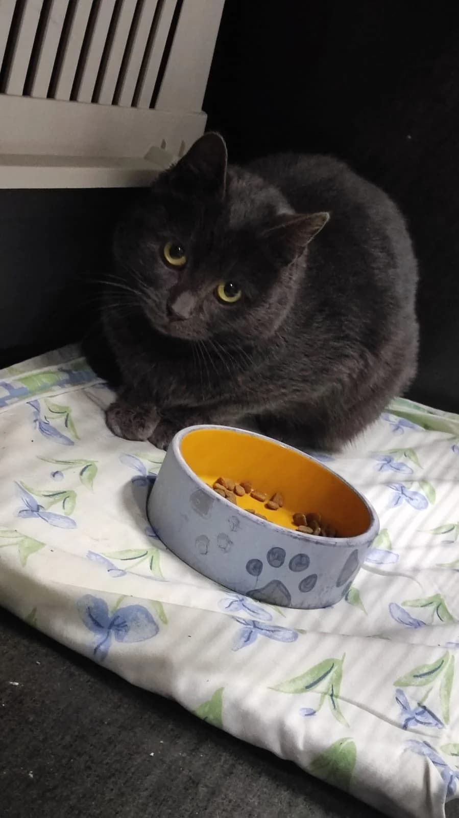 Rauha, female Mixed Breed for adoption at Kissakoti Kattila