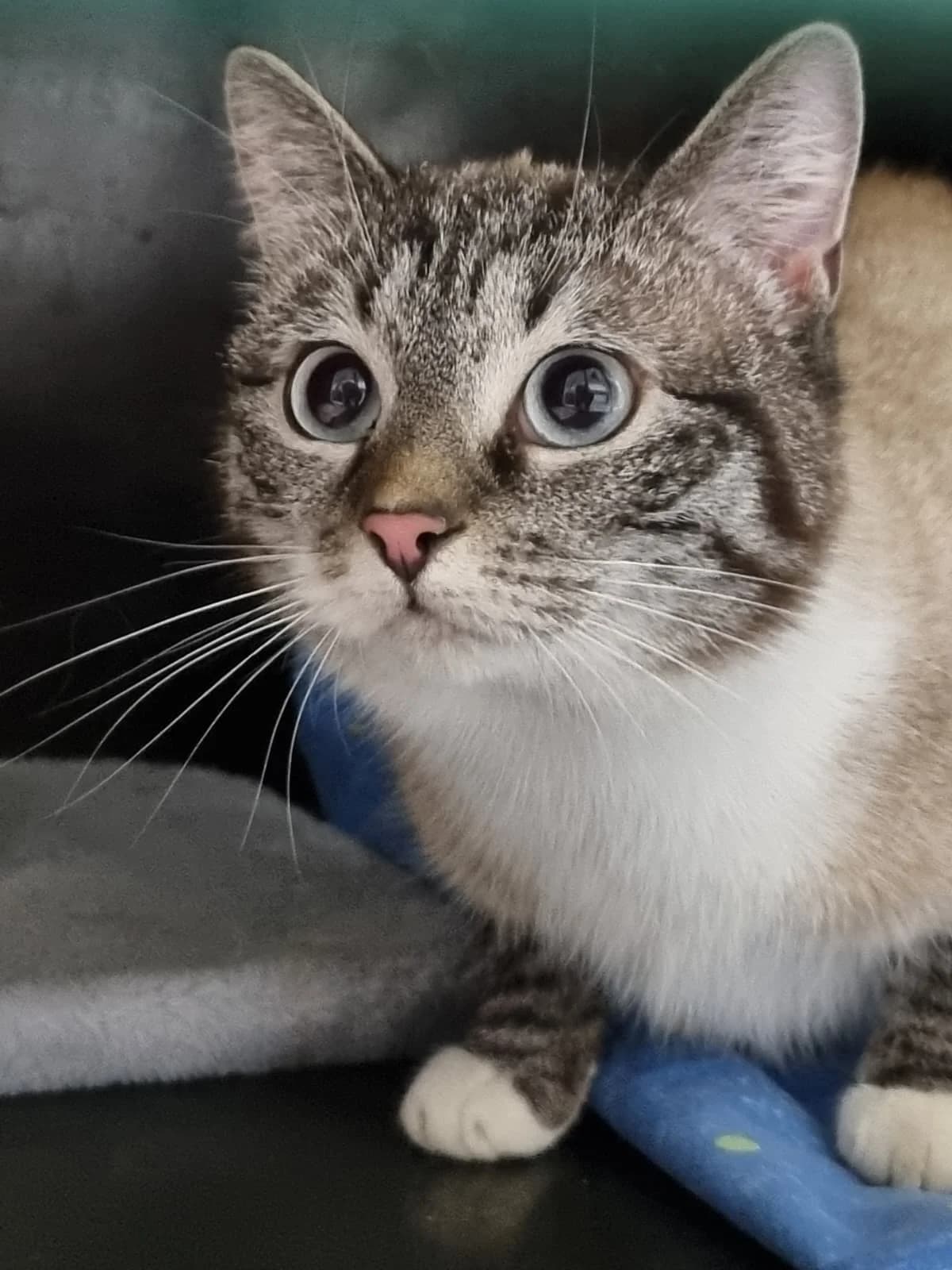 Kaunotar, female Mixed Breed for adoption at Kissakoti Kattila