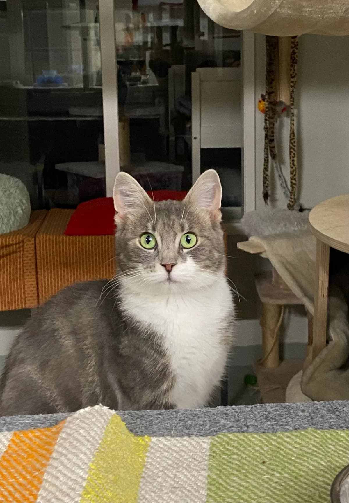 Uniikki, female Mixed Breed for adoption at Kissakoti Kattila