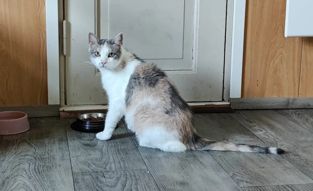 Ibiza, Akaa, female 4yo Mixed Breed for adoption at Kissojensuojelu.fi, Helsinki