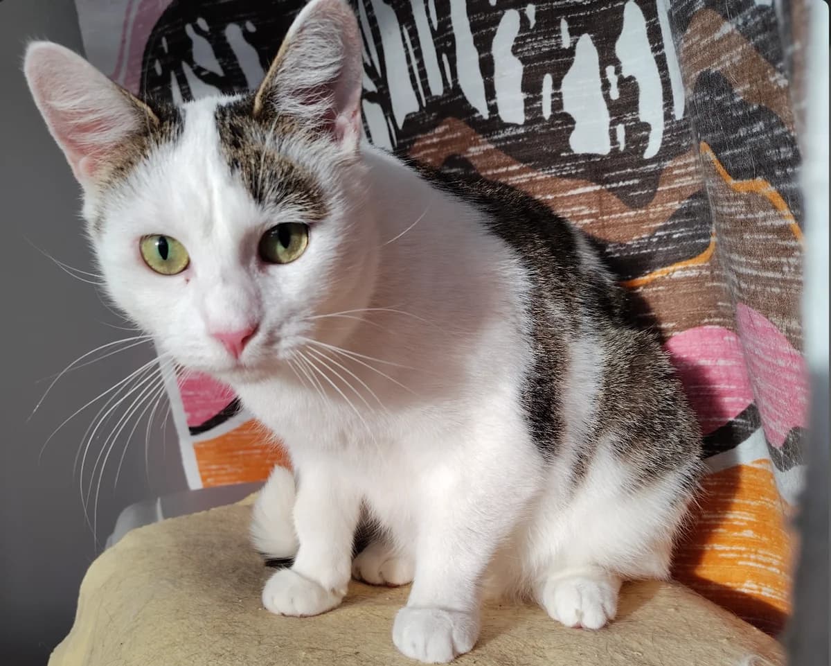 Mimosa, Vantaa, female 3yo Mixed Breed for adoption at Kissojensuojelu.fi, Helsinki