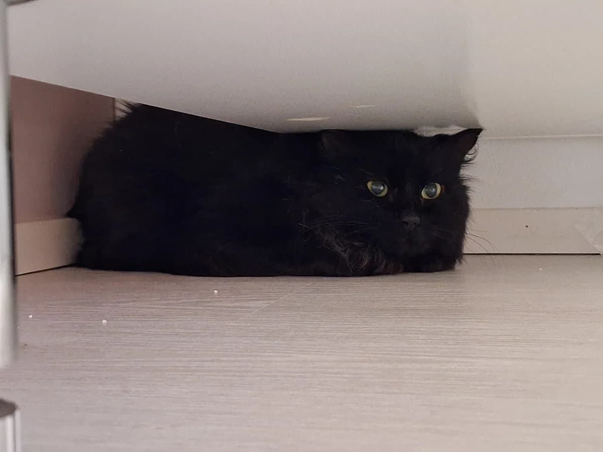 Mörkö, Jämsänkoski, male Mixed Breed for adoption at Kissojensuojelu.fi, Helsinki
