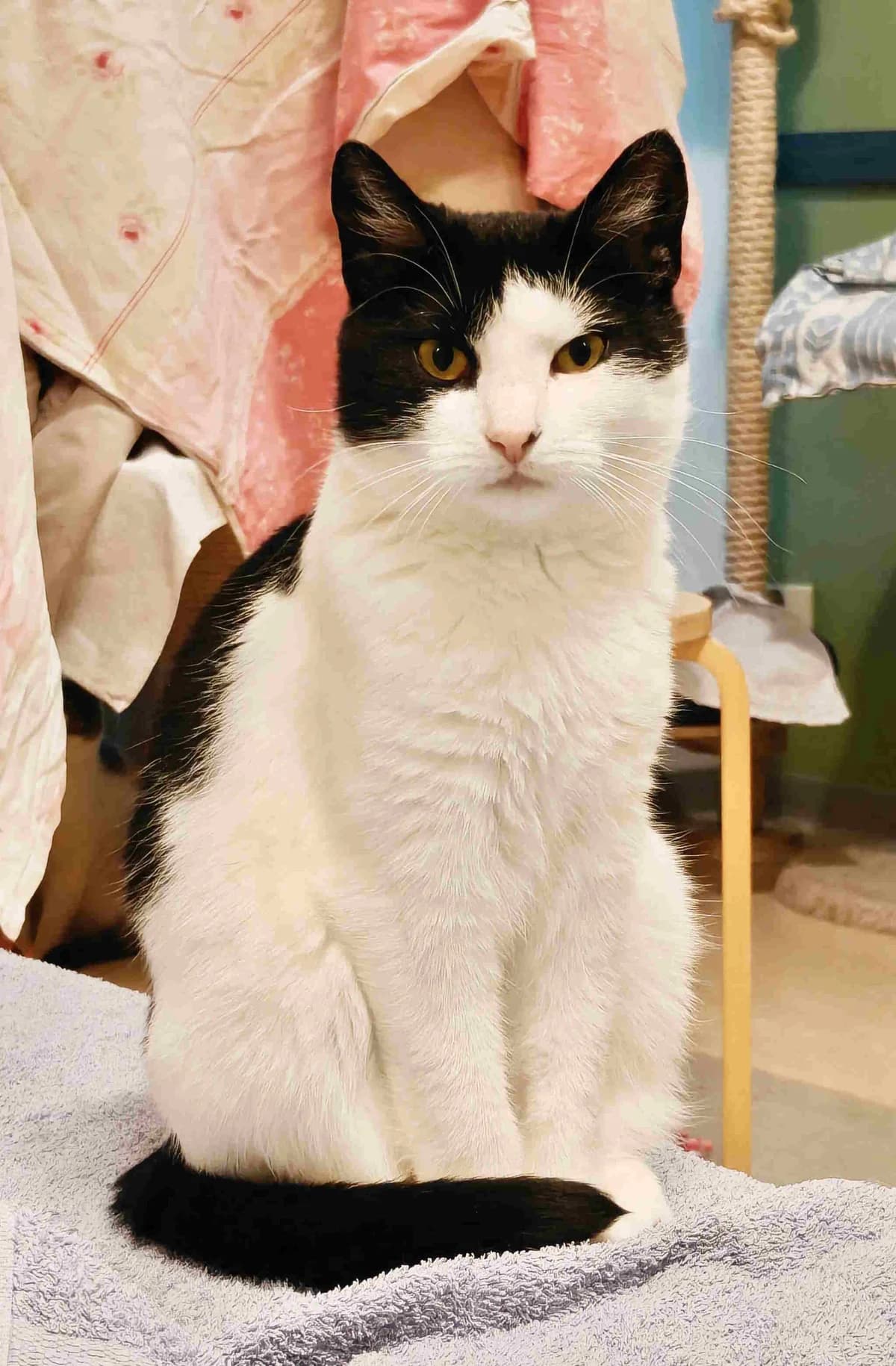 Pamela, female Mixed Breed for adoption at Kissojen Katastrofiyhdistys KKY ry, Tampere