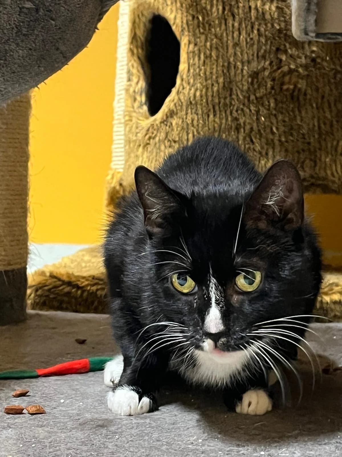 Alaska, female Mixed Breed for adoption at KSEY — Kouvolan Seudun Eläinsuojeluyhdistys, Koria