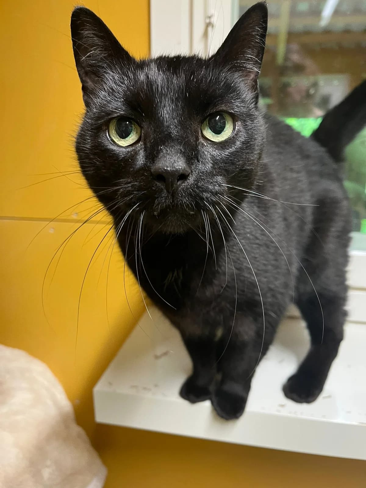 Jade, female senior Mixed Breed for adoption at KSEY — Kouvolan Seudun Eläinsuojeluyhdistys, Koria