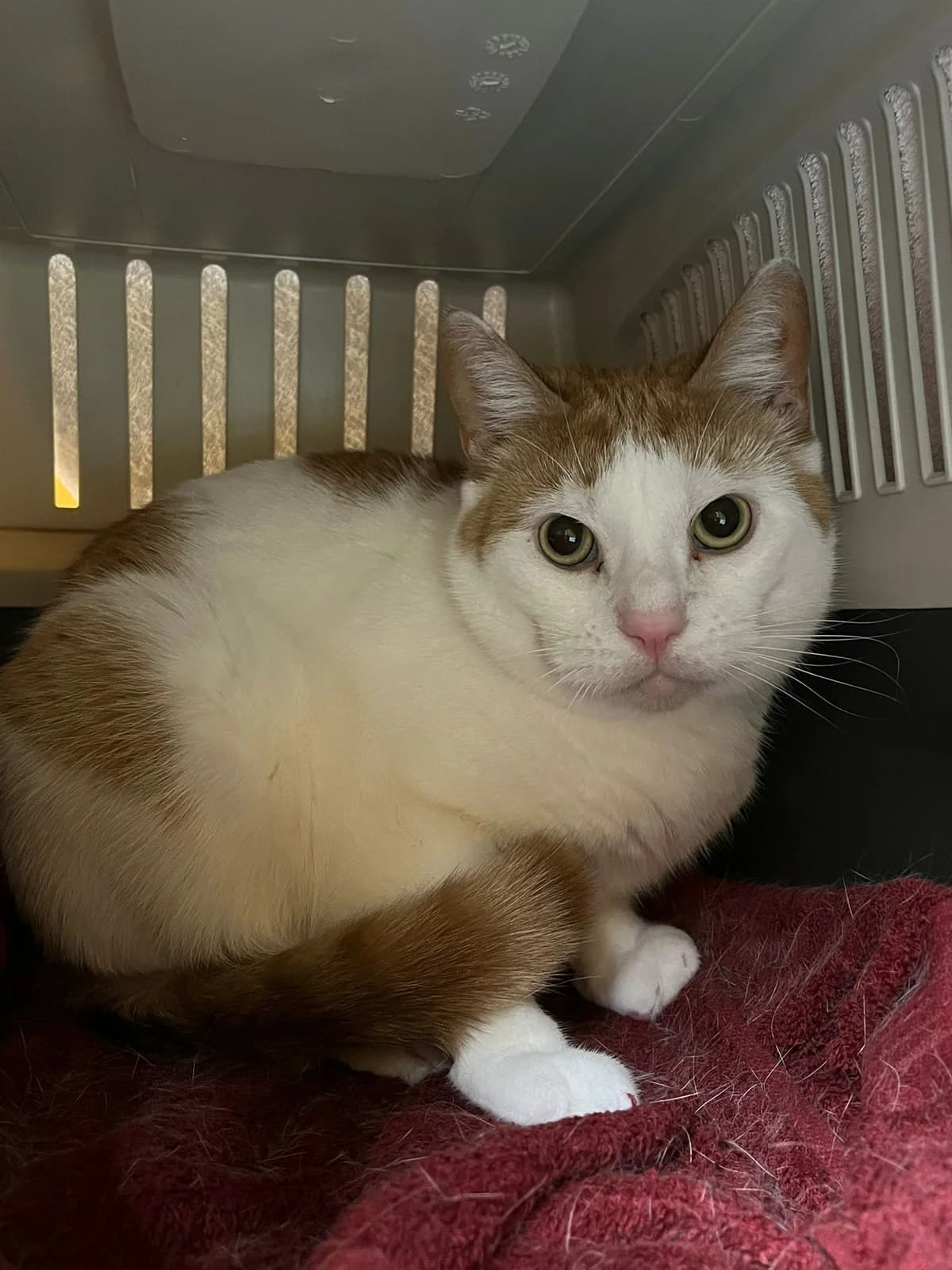 Maisa, male 5yo Mixed Breed for adoption at KSEY — Kouvolan Seudun Eläinsuojeluyhdistys, Koria