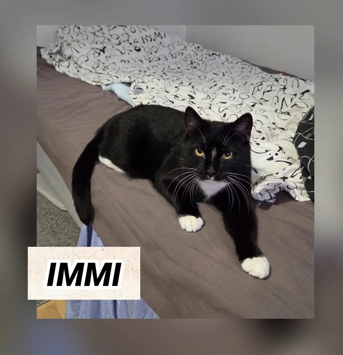 IMMI, Mixed Breed for adoption at LESY — Lohjan eläinsuojeluyhdistys, Lohja