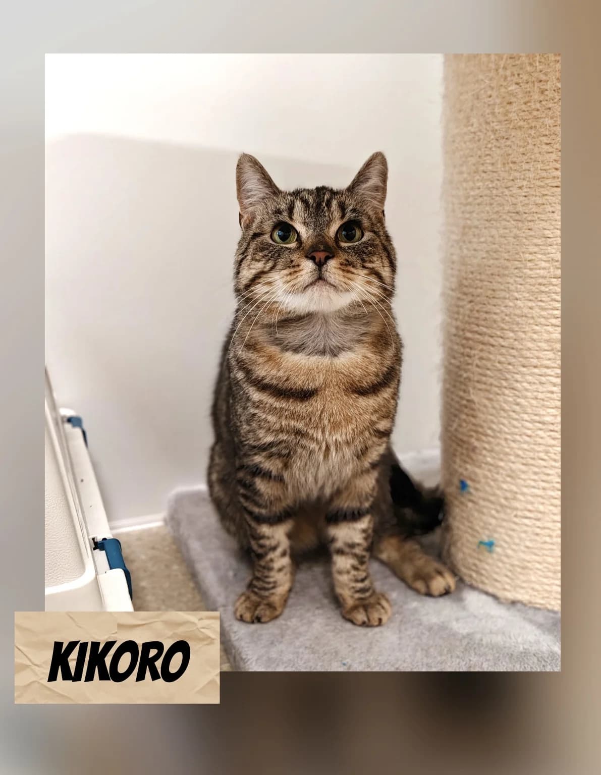 KIKORO, young Mixed Breed for adoption at LESY — Lohjan eläinsuojeluyhdistys, Lohja