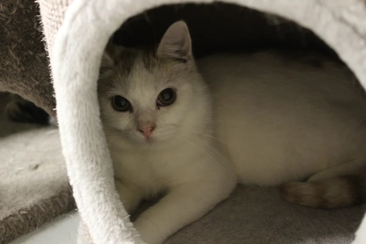 Donitsi, female Mixed Breed for adoption at Maukula ry, Tampere