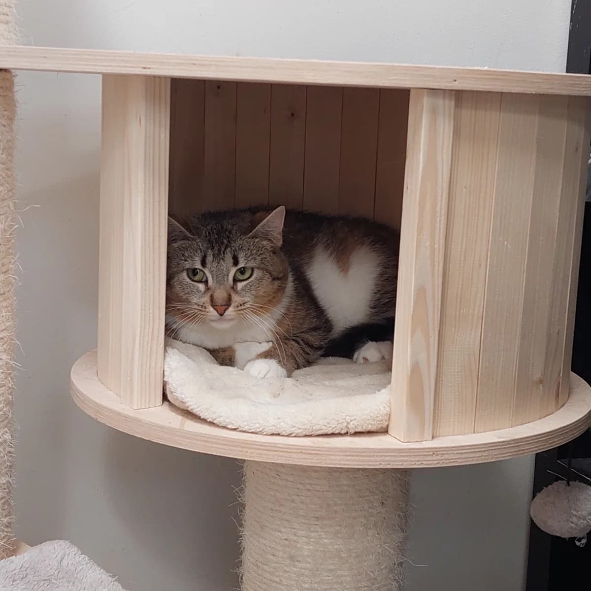 Fyyri, female Mixed Breed for adoption at Maukula ry, Tampere