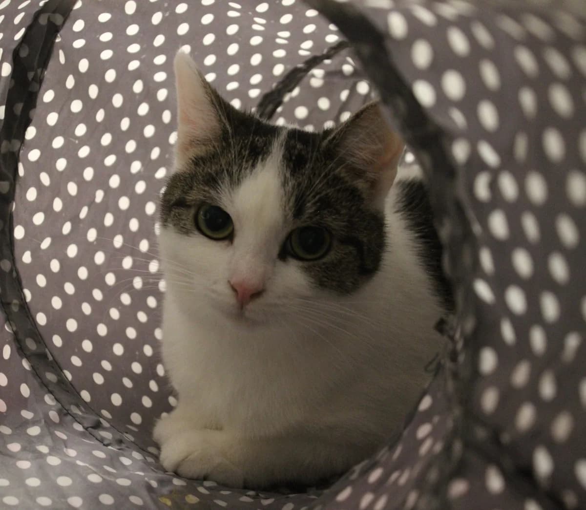 Panna Cotta, female Mixed Breed for adoption at Maukula ry, Tampere