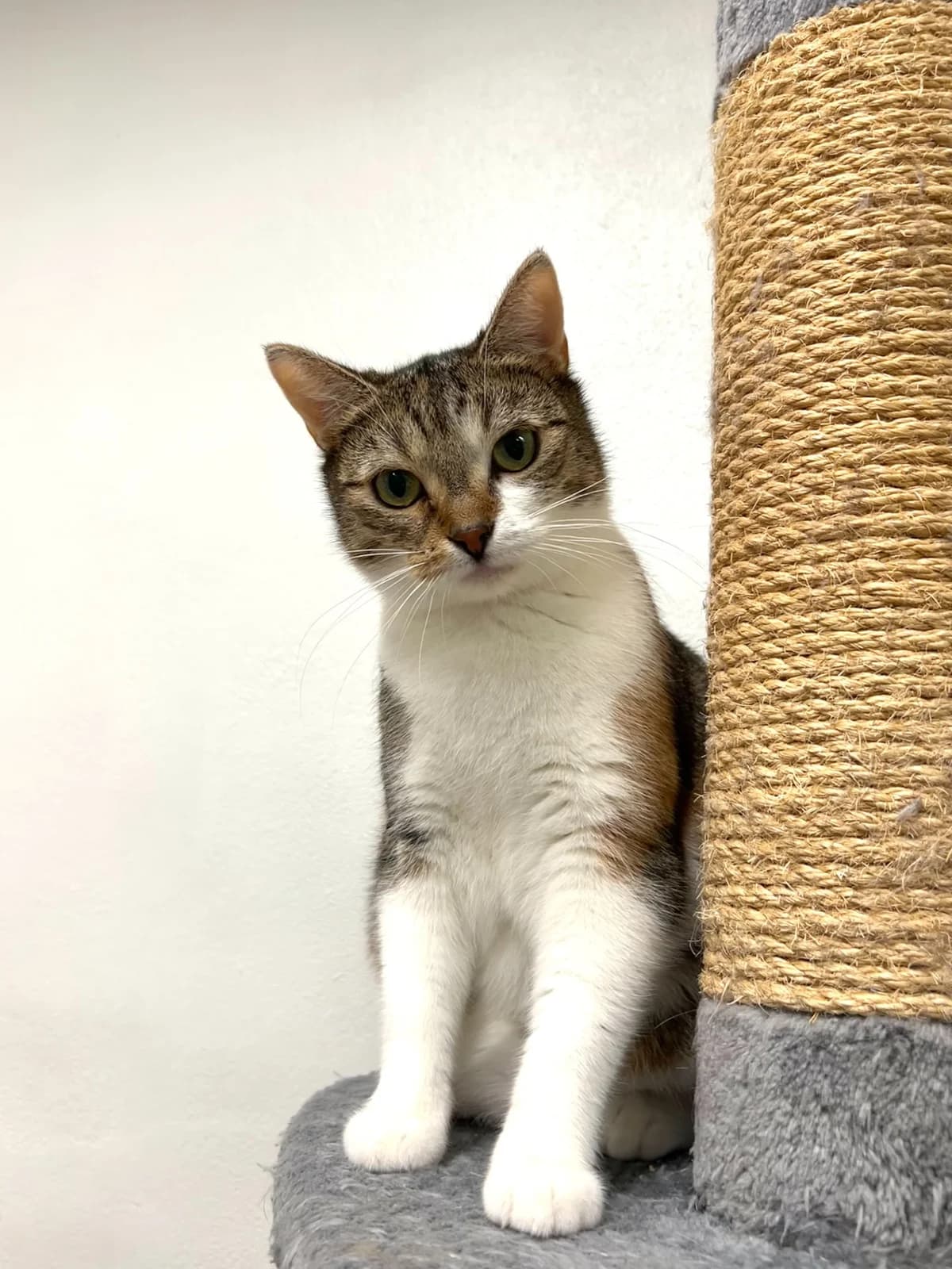 Pavlova, female Mixed Breed for adoption at Maukula ry, Tampere