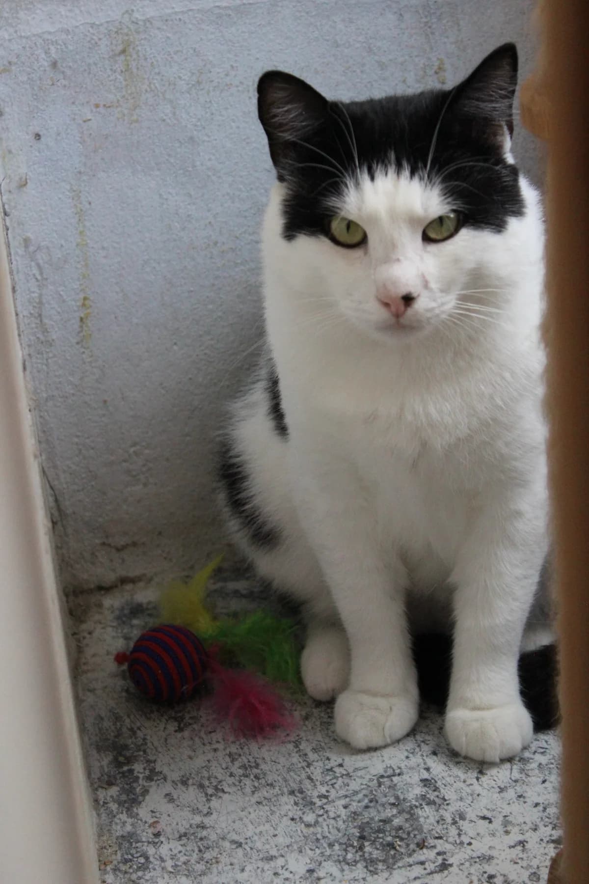 Żabka, female Mixed Breed for adoption at Maukula ry, Tampere