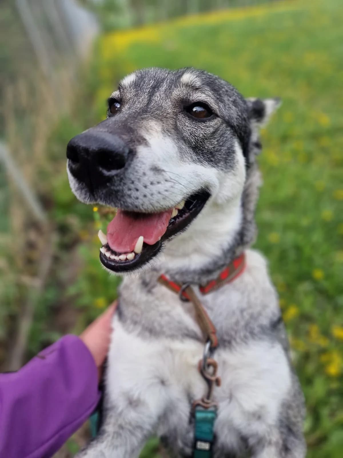 Iines, 3yo Mixed Breed for adoption at Eläinsuojelukeskus Onnentassu