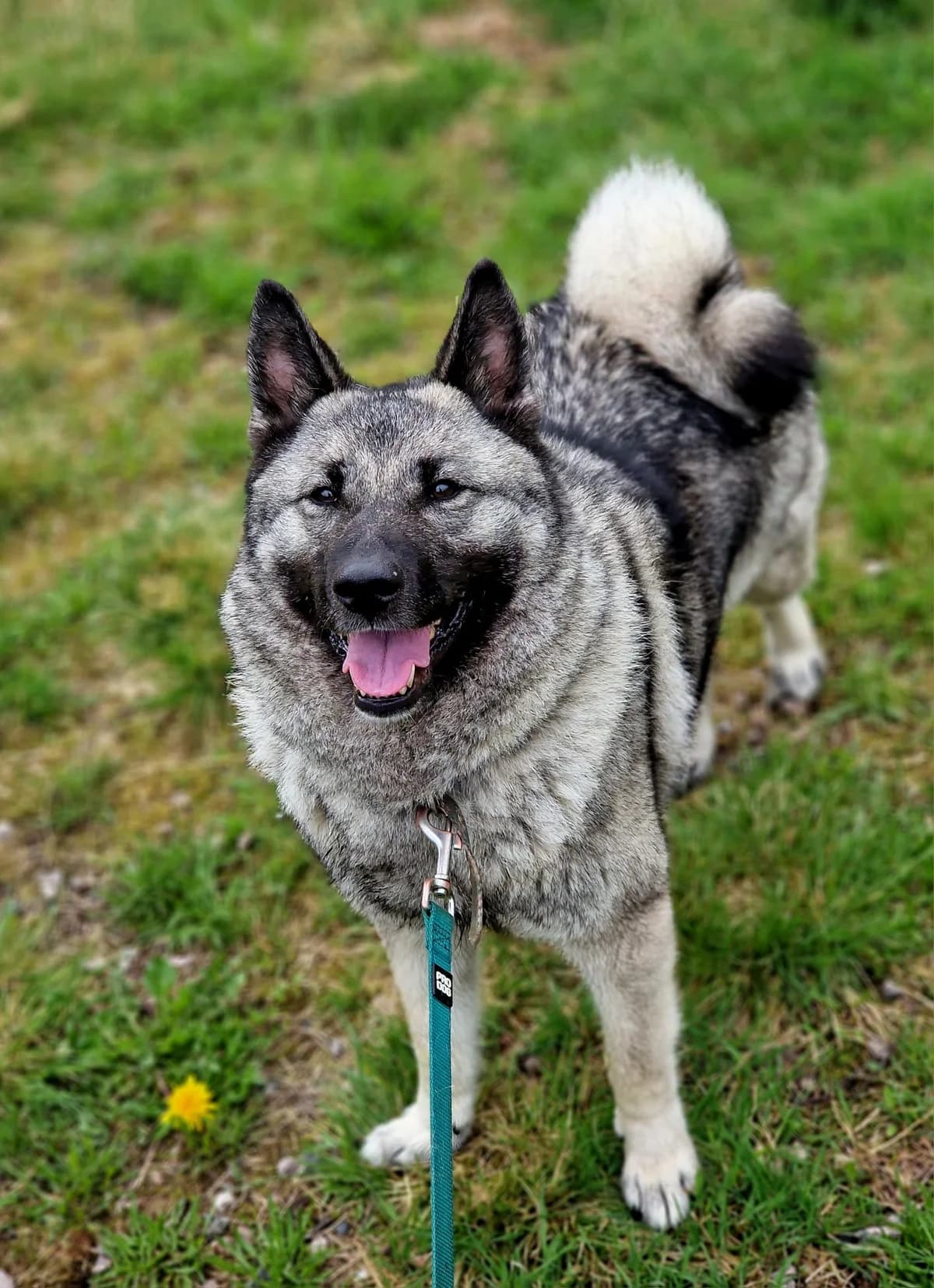 Milla, 6yo Mixed Breed for adoption at Eläinsuojelukeskus Onnentassu